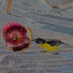 Bird Byte