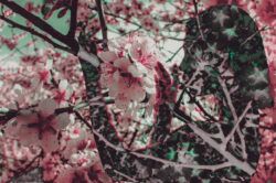 Primavera